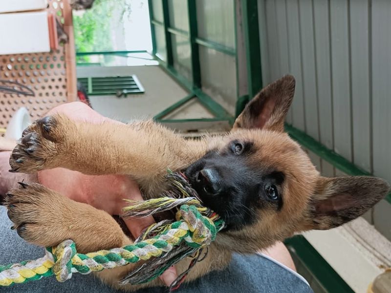 Cuccioli Del Bosco Sacro