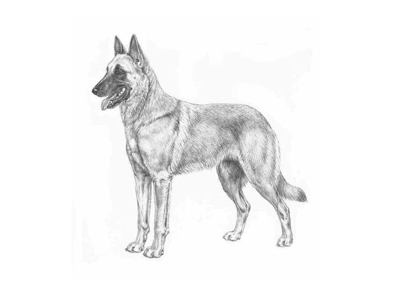 Pastore Belga Malinois